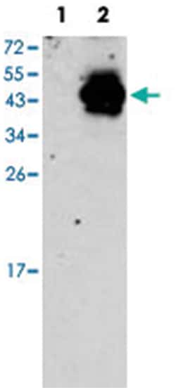 PDX1 Rabbit anti-Human, Polyclonal Antibody, Abnova 400&mu;L; Unlabeled:Antibodies,