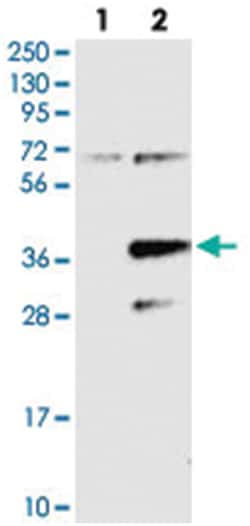 PPAPDC2 Rabbit anti-Human, Polyclonal Antibody, Abnova 100 &mu;L | Buy Online | Abnova Corporation | Fisher Scientific