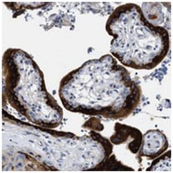 PAPPA2 Rabbit anti-Human, Polyclonal Antibody, Abnova 100 &mu;L | Buy Online | Abnova Corporation | Fisher Scientific