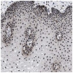 NOP5/NOP58 Rabbit anti-Human, Polyclonal Antibody, Abnova 100&mu;L; Unlabeled:Antibodies,