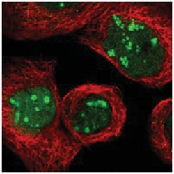 NOP5/NOP58 Rabbit anti-Human, Polyclonal Antibody, Abnova 100&mu;L; Unlabeled:Antibodies,