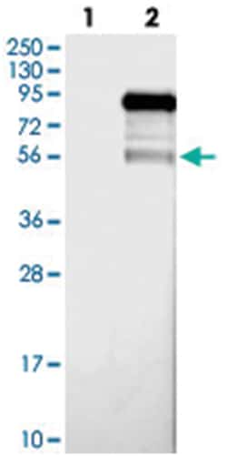 CSRNP2, Rabbit, Polyclonal Antibody, Abnova 100&mu;L; Unlabeled:Antibodies,