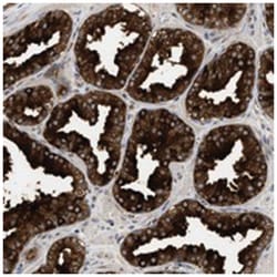 SPIB, Rabbit, Polyclonal Antibody, Abnova 100 &mu;L | Buy Online | Abnova Corporation | Fisher Scientific