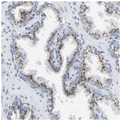 SERINC4, Rabbit, Polyclonal Antibody, Abnova 100 &mu;L | Buy Online | Abnova Corporation | Fisher Scientific