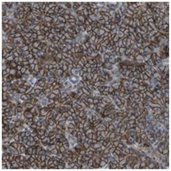 SLC43A1 Rabbit anti-Human, Polyclonal Antibody, Abnova 100&mu;L; Unlabeled:Antibodies,