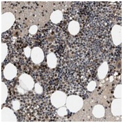 C14orf118, Rabbit, Polyclonal Antibody, Abnova 100 &mu;L | Buy Online | Abnova Corporation | Fisher Scientific