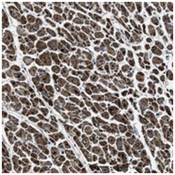 OGDH Rabbit anti-Human, Polyclonal Antibody, Abnova 100 &mu;L | Buy Online | Abnova | Fisher Scientific