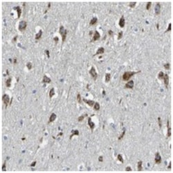 FAM174A, Rabbit, Polyclonal Antibody, Abnova 100&mu;L; Unlabeled:Antibodies,