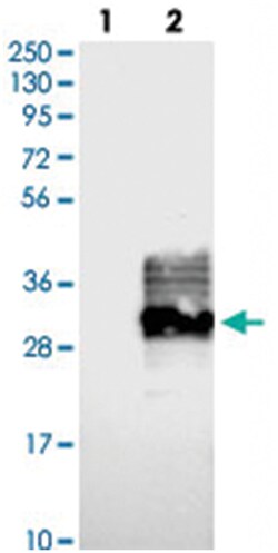 FAM174A, Rabbit, Polyclonal Antibody, Abnova 100&mu;L; Unlabeled:Antibodies,