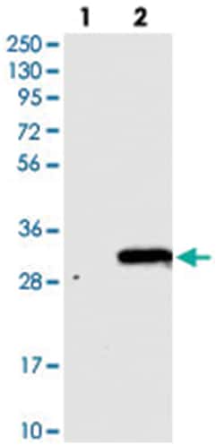 FAM18B, Rabbit, Polyclonal Antibody, Abnova 100 &mu;L | Buy Online | Abnova Corporation | Fisher Scientific