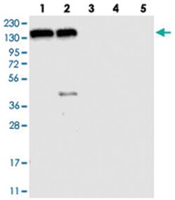 FAM120A Rabbit anti-Human, Polyclonal Antibody, Abnova 100&mu;L; Unlabeled:Antibodies,