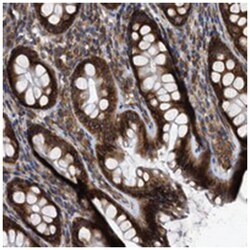 FAM120A Rabbit anti-Human, Polyclonal Antibody, Abnova 100&mu;L; Unlabeled:Antibodies,