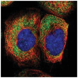 FAM120A Rabbit anti-Human, Polyclonal Antibody, Abnova 100&mu;L; Unlabeled:Antibodies,