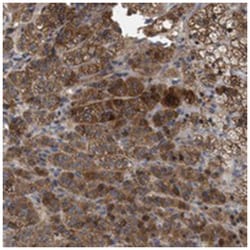 FAM171A2, Rabbit, Polyclonal Antibody, Abnova 100 &mu;L | Buy Online | Abnova Corporation | Fisher Scientific