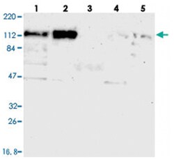 CEP97 Rabbit anti-Human, Polyclonal Antibody, Abnova 100 &mu;L | Buy Online | Abnova Corporation | Fisher Scientific