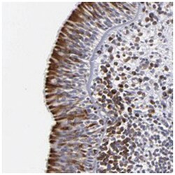 CEP97 Rabbit anti-Human, Polyclonal Antibody, Abnova 100 &mu;L | Buy Online | Abnova Corporation | Fisher Scientific