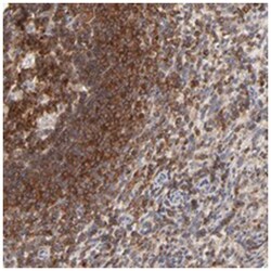 WIPF1, Rabbit, Polyclonal Antibody, Abnova 100 &mu;L | Buy Online | Abnova Corporation | Fisher Scientific