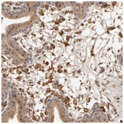 VSIG4, Rabbit, Polyclonal Antibody, Abnova 100 &mu;L | Buy Online | Abnova Corporation | Fisher Scientific