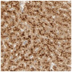 SELENBP1 Rabbit anti-Human, Polyclonal Antibody, Abnova 100&mu;L; Unlabeled:Antibodies,