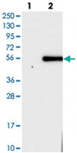 SELENBP1 Rabbit anti-Human, Polyclonal Antibody, Abnova 100&mu;L; Unlabeled:Antibodies,