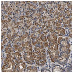 C6orf211 Rabbit anti-Human, Polyclonal Antibody, Abnova 100 &mu;L | Buy Online | Abnova Corporation | Fisher Scientific