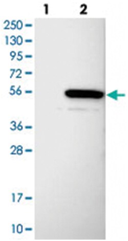 C6orf211 Rabbit anti-Human, Polyclonal Antibody, Abnova 100 &mu;L | Buy Online | Abnova Corporation | Fisher Scientific
