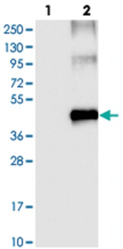 SLC16A7 Rabbit anti-Human, Polyclonal Antibody, Abnova 100 &mu;L | Buy Online | Abnova Corporation | Fisher Scientific