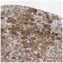 TOR1B Rabbit anti-Human, Mouse, Rat, Polyclonal Antibody, Abnova 100 &mu;L | Buy Online | Abnova Corporation | Fisher Scientific