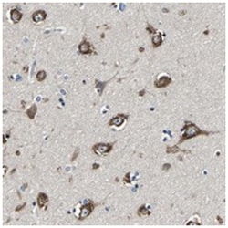 PCNXL2 Rabbit anti-Human, Polyclonal Antibody, Abnova 100&mu;L; Unlabeled:Anticuerpos