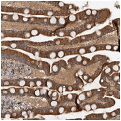 LPHN3 Rabbit anti-Human, Polyclonal Antibody, Abnova 100&mu;L; Unlabeled:Antibodies,