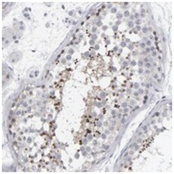 C9orf11 Rabbit anti-Human, Polyclonal Antibody, Abnova 100&mu;L; Unlabeled:Antibodies,