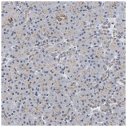 PCNT Rabbit anti-Human, Polyclonal Antibody, Abnova 100 &mu;L | Buy Online | Abnova Corporation | Fisher Scientific