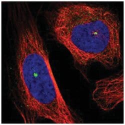 PCNT Rabbit anti-Human, Polyclonal Antibody, Abnova 100 &mu;L | Buy Online | Abnova Corporation | Fisher Scientific
