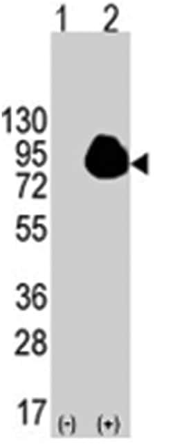 RPS6KA1 Rabbit anti-Human, Polyclonal Antibody, Abnova 400 &mu;L | Buy Online | Abnova Corporation | Fisher Scientific