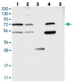 BMPER, Rabbit, Polyclonal Antibody, Abnova 100 &mu;L | Buy Online | Abnova Corporation | Fisher Scientific