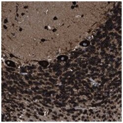CAPRIN1 Rabbit anti-Human, Polyclonal Antibody, Abnova 100 &mu;L | Buy Online | Abnova Corporation | Fisher Scientific