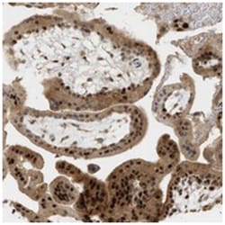 ZFAND5, Rabbit, Polyclonal Antibody, Abnova 100&mu;L; Unlabeled:Antibodies,