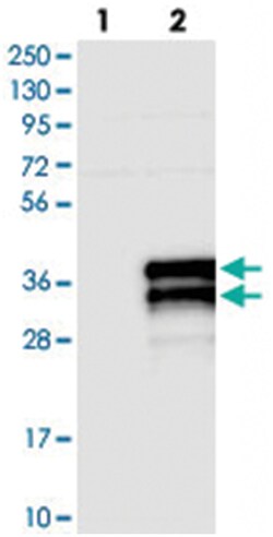 ZFAND5, Rabbit, Polyclonal Antibody, Abnova 100&mu;L; Unlabeled:Antibodies,