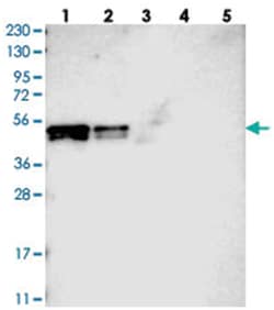 POLDIP3, Rabbit, Polyclonal Antibody, Abnova 100&mu;L; Unlabeled:Antibodies,