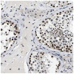 POLDIP3, Rabbit, Polyclonal Antibody, Abnova 100&mu;L; Unlabeled:Antibodies,