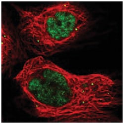 POLDIP3, Rabbit, Polyclonal Antibody, Abnova 100&mu;L; Unlabeled:Antibodies,