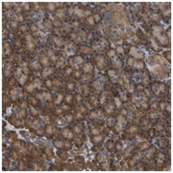 GCN1L1 Rabbit anti-Human, Polyclonal Antibody, Abnova 100&mu;L; Unlabeled:Antibodies,