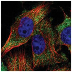 GCN1L1 Rabbit anti-Human, Polyclonal Antibody, Abnova 100&mu;L; Unlabeled:Antibodies,