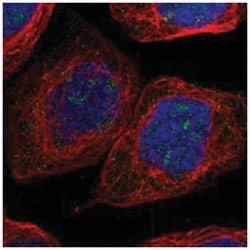 NLE1, Rabbit, Polyclonal Antibody, Abnova 100&mu;L; Unlabeled:Antibodies,