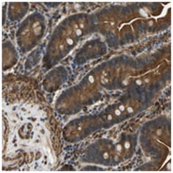 ERGIC1 Rabbit anti-Human, Polyclonal Antibody, Abnova 100&mu;L; Unlabeled:Antibodies,