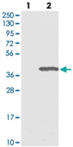 ERGIC1 Rabbit anti-Human, Polyclonal Antibody, Abnova 100&mu;L; Unlabeled:Antibodies,