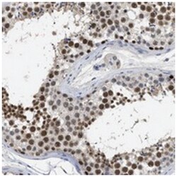 GGNBP2, Rabbit, Polyclonal Antibody, Abnova 100&mu;L; Unlabeled:Antibodies,