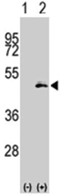 MAP2K1 Rabbit anti-Human, Polyclonal Antibody, Abnova 400&mu;L; Unlabeled:Antibodies,