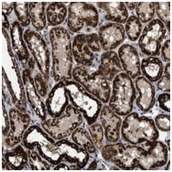 TMEM150, Rabbit, Polyclonal Antibody, Abnova 100 &mu;L | Buy Online | Abnova Corporation | Fisher Scientific