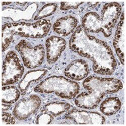 COBL Rabbit anti-Human, Polyclonal Antibody, Abnova 100 &mu;L | Buy Online | Abnova Corporation | Fisher Scientific